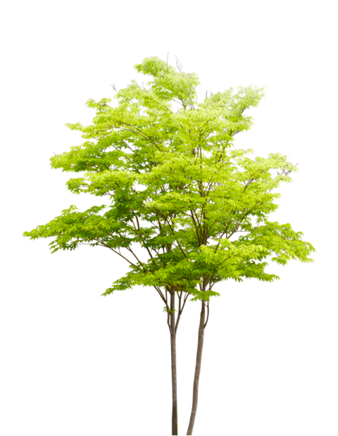 Isolated Tree on Transparent Picture Background