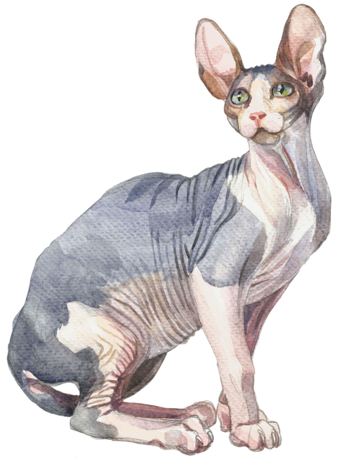 Watercolor Sphyx Cat Png