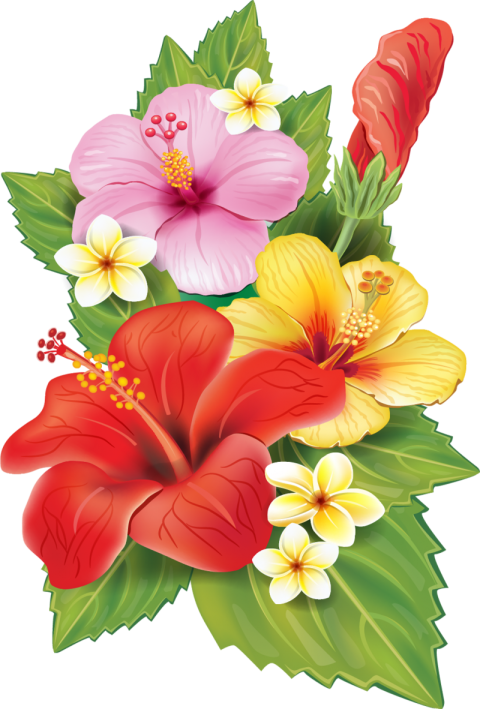 Tropical Flower Illustration Png Free Download