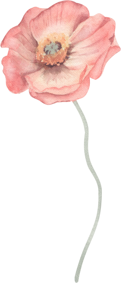 Watercolor Illustration Floral Element Poppy Png