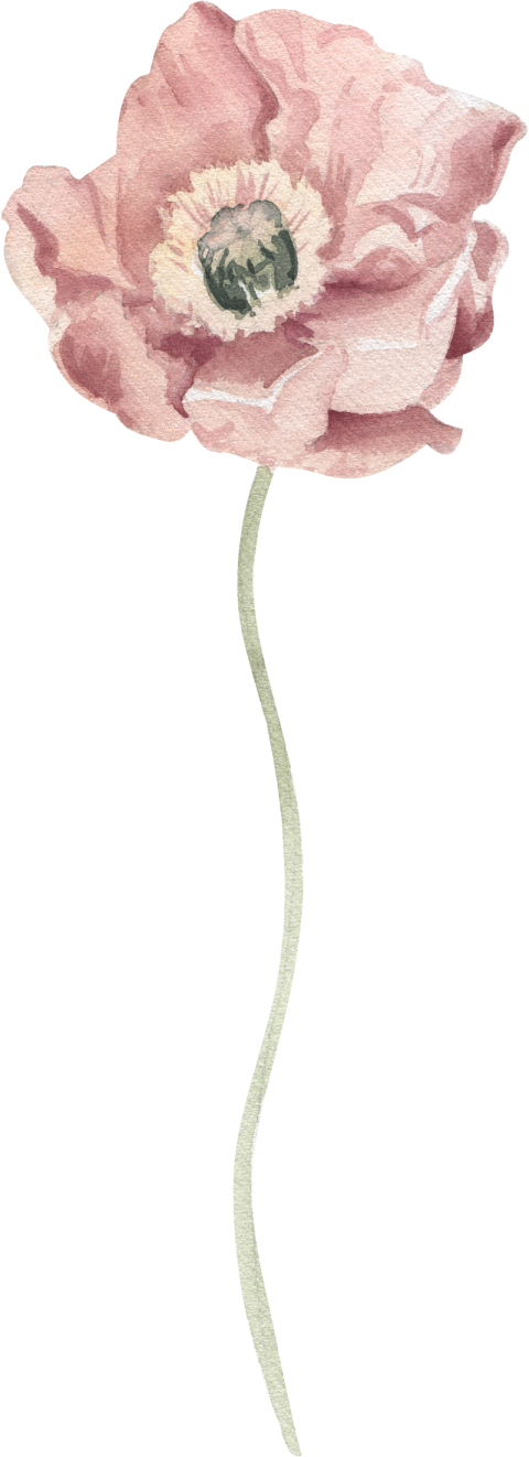 Watercolor Illustration Floral Element Poppy Png