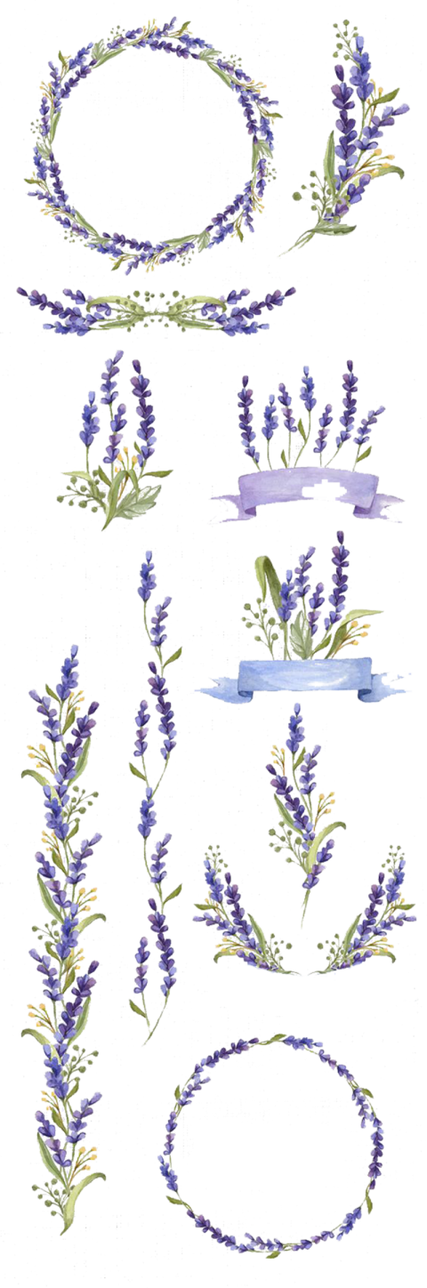 Wedding Invitation  Floral Ornaments