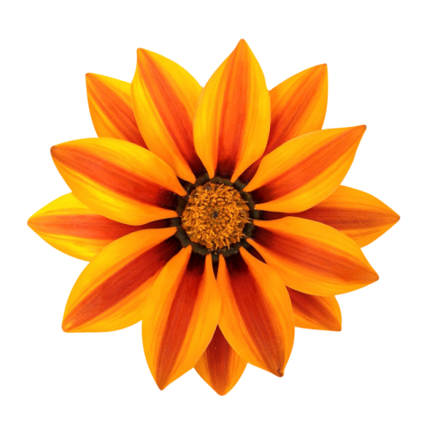 Beautiful Flower Png Free Download