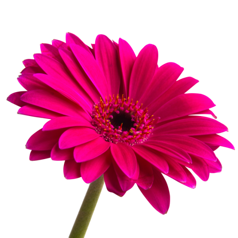 Pink Flower Png Free Download