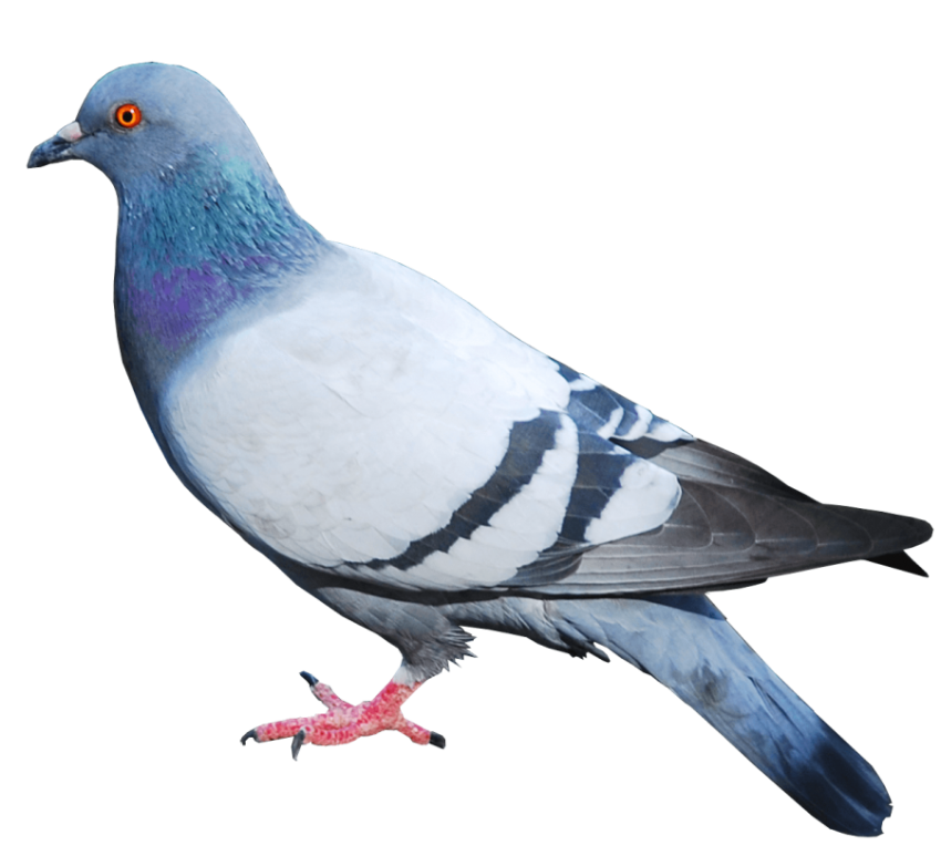 Pigeon PNG Image Free Download