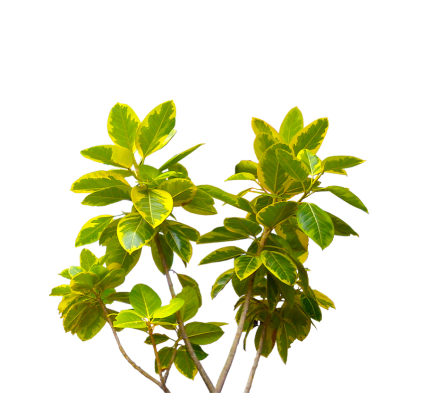 Isolated Tree on Transparent Picture Background