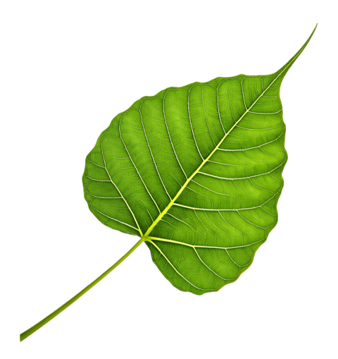 Green Bodhi Leaf with Transparent Background Png