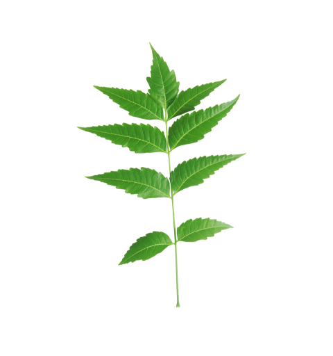 Fresh Neem Tree Leaf on Transparent Background