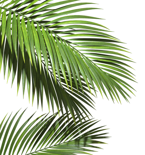 Green Palm Leaf on Transparent Background