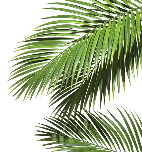 Green Palm Leaf Png