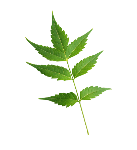 Fresh Neem Tree Leaf Png