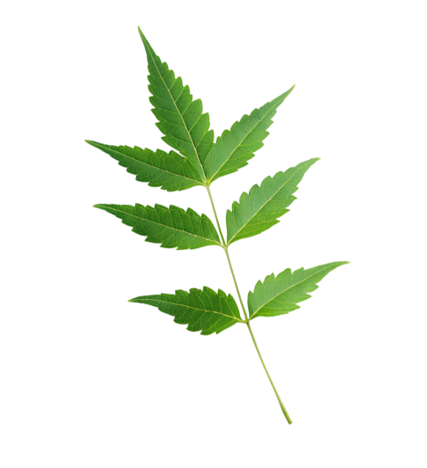 Fresh Neem Tree Leaf on Transparent Background
