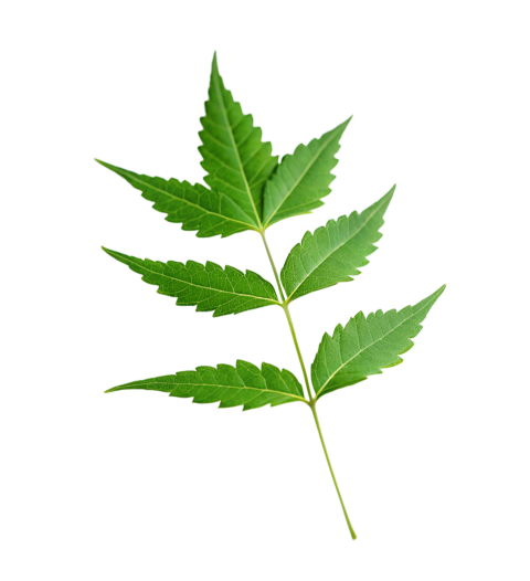 Fresh Neem Tree Leaf on Transparent Background