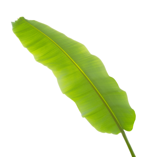 Green Banana Leaf on Transparent Background Png