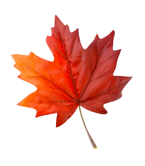 Brown Maple Leaf Png