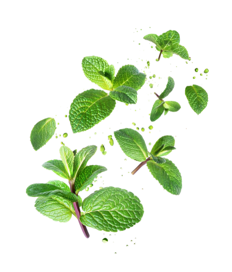 Fresh Green Mint Leaves Floting on Transparent Background