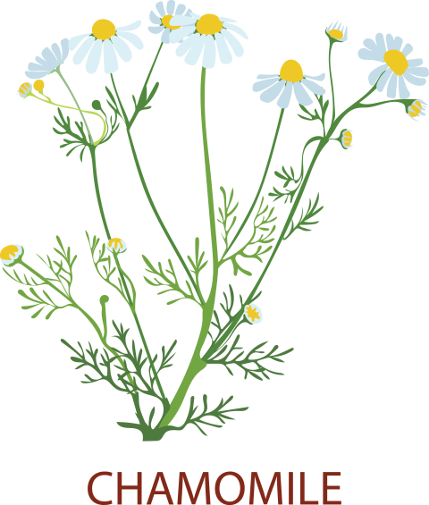 Chamomile Medicinal Tree