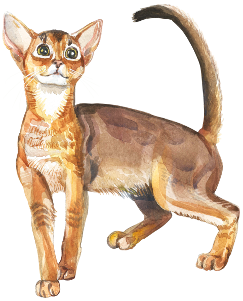 Abyssinian Watercolor Cat PNG
