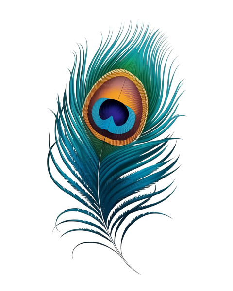 Colorful Peacock Feather on Transparent Background