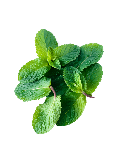 Fresh Green Mint Leaves on Transparent Background