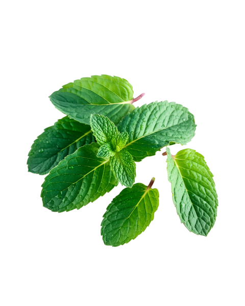 Fresh Green Mint Leaves on Transparent Background