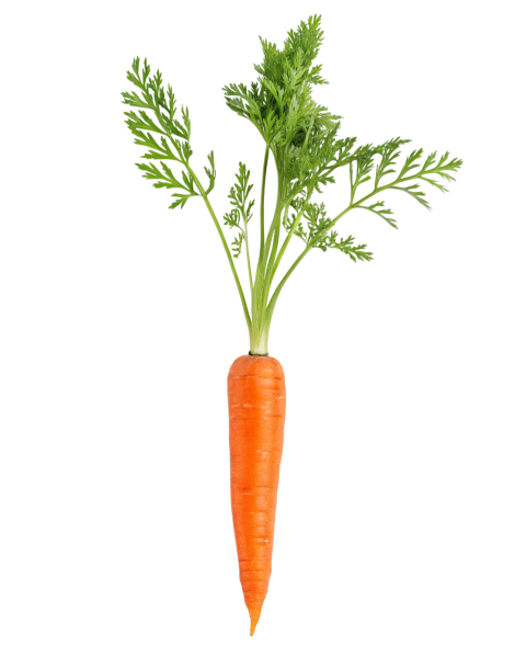 Carrot vegetable png image