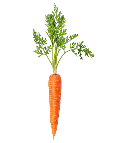 Carrot vegetable png image