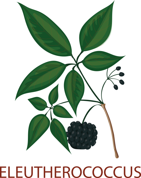 Eleutherococcus Tree Png