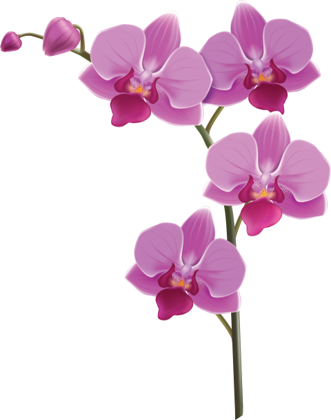 Orchid Flower Png