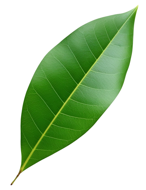 Green Leaf on Transparent Background Png