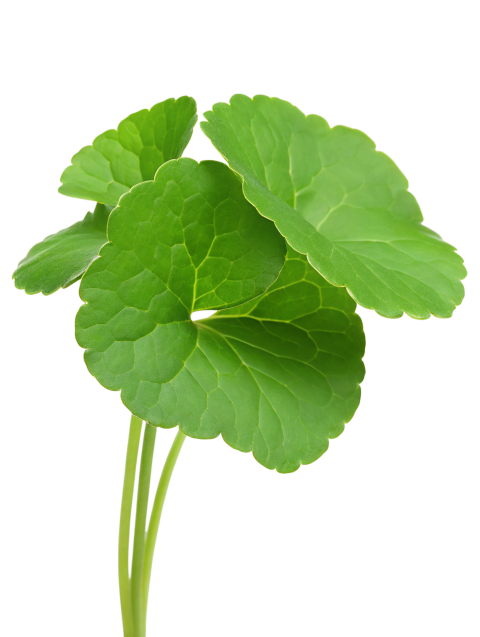 Fresh Gotu Kola Leaves on Transparent Background