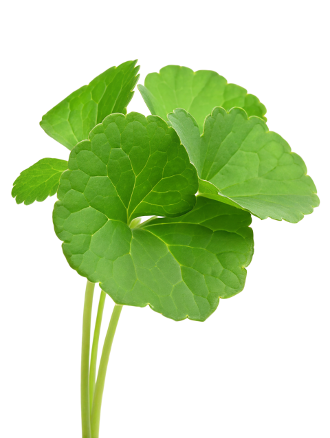 Fresh Gotu Kola Leaves on Transparent Background