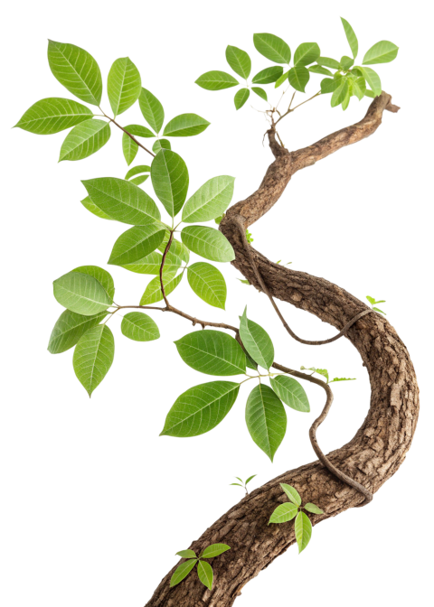 Transparent Green Leaves Growing Foliage