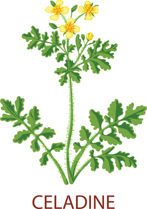 Celadine Tree