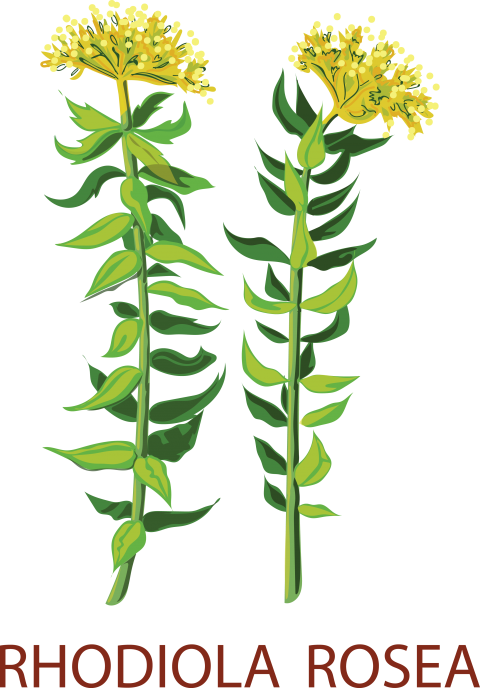 Rhodiola Rosea