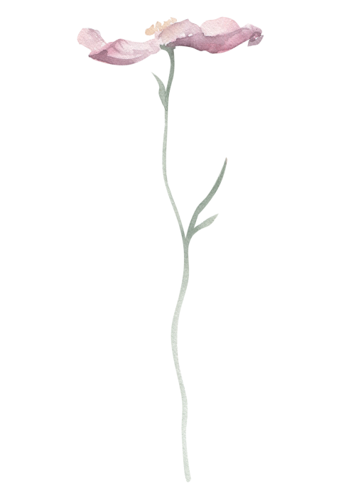 Watercolor Illustration Floral Element Cosmos