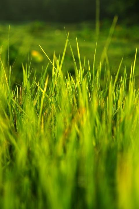 Rice Field Image