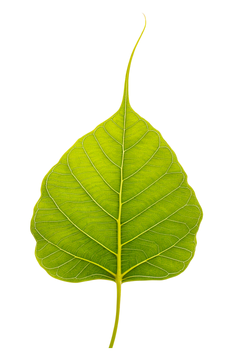 Green Bodhi Leaf Png