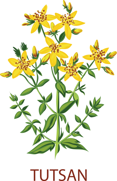 Tutsan Tree Png