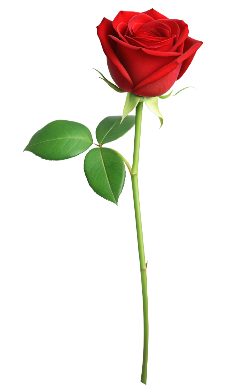 Red Rose Flower Png