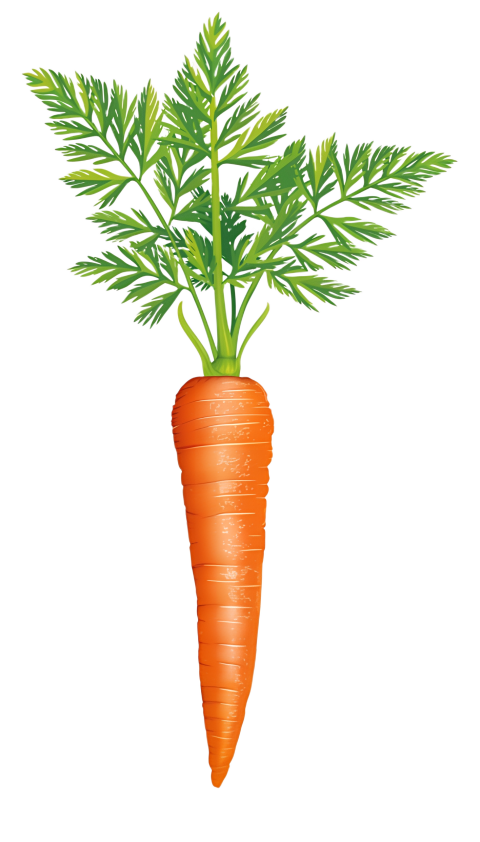Carrots transparent image png