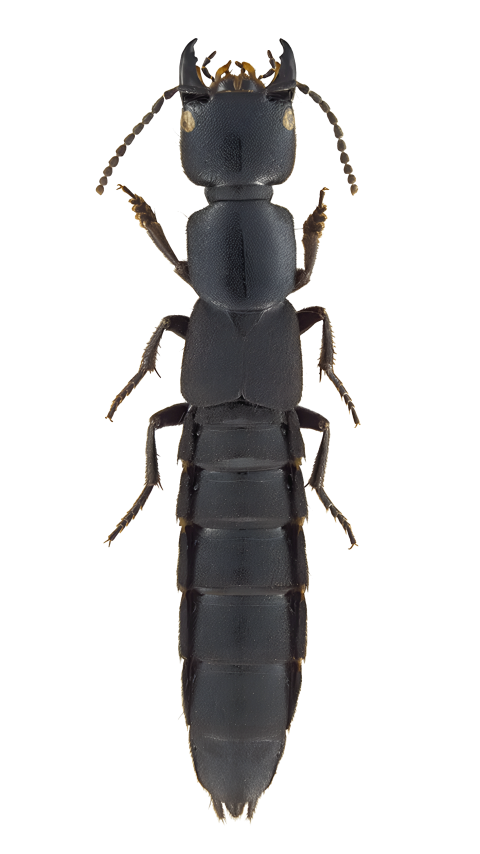 Rove beetle image png