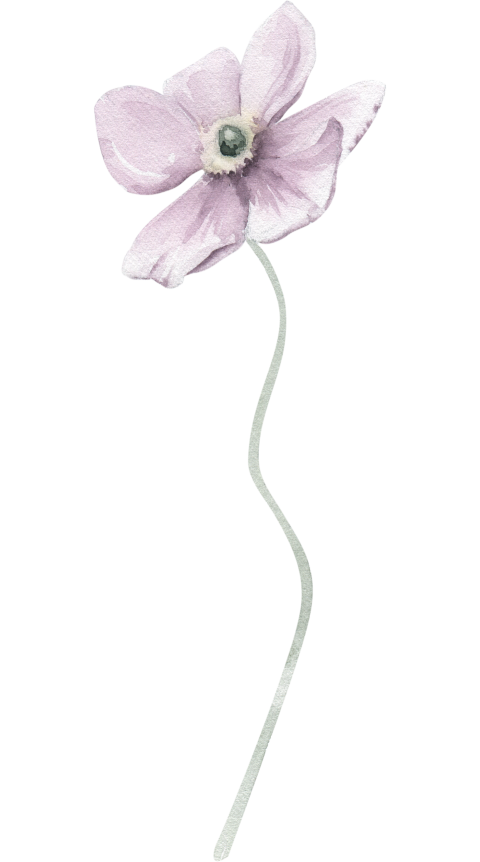 Watercolor Illustration Floral Element Cosmos