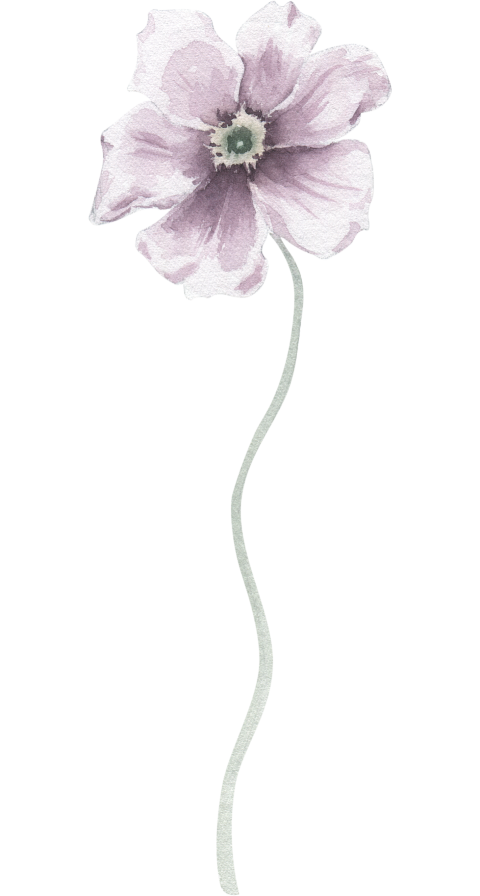 Watercolor Illustration Floral Element Cosmos