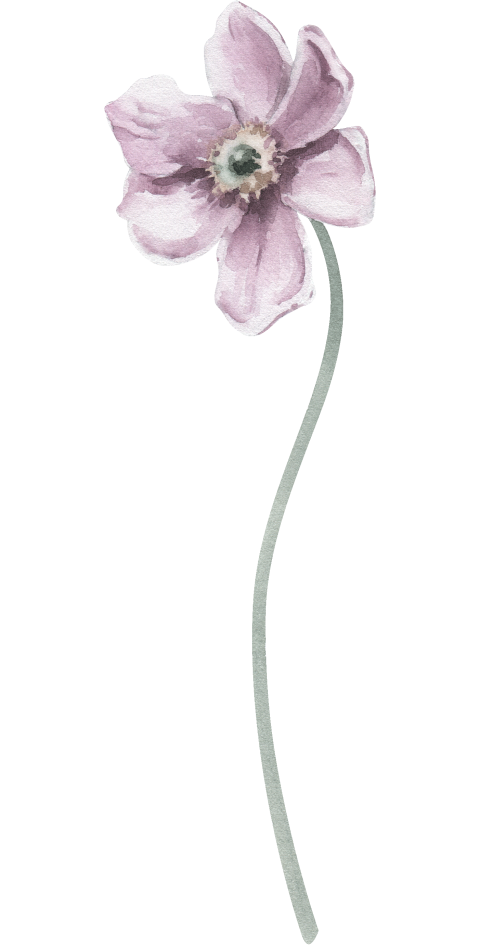 Watercolor Illustration Floral Element Cosmos