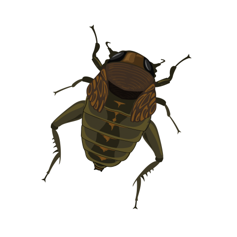 Beetle Insect Vector Png