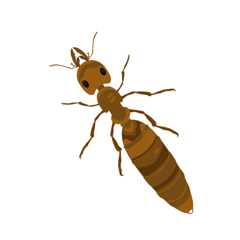 Ant Insect Vector PNG