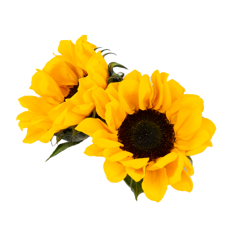 Nature Blooming Sunflower Png