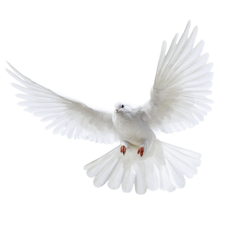 Flying Pigeon PNG Image