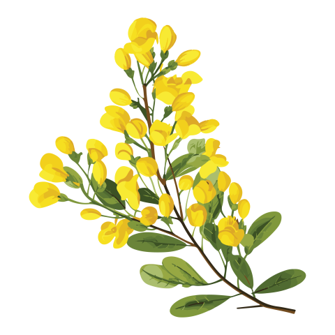 Cassia Fistula Branch Png